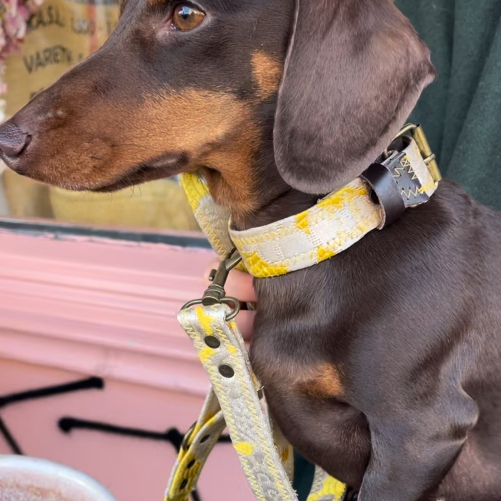 DOG COLLAR