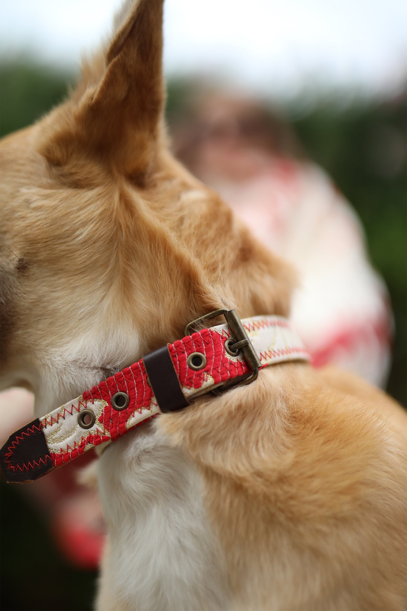 DOG COLLAR