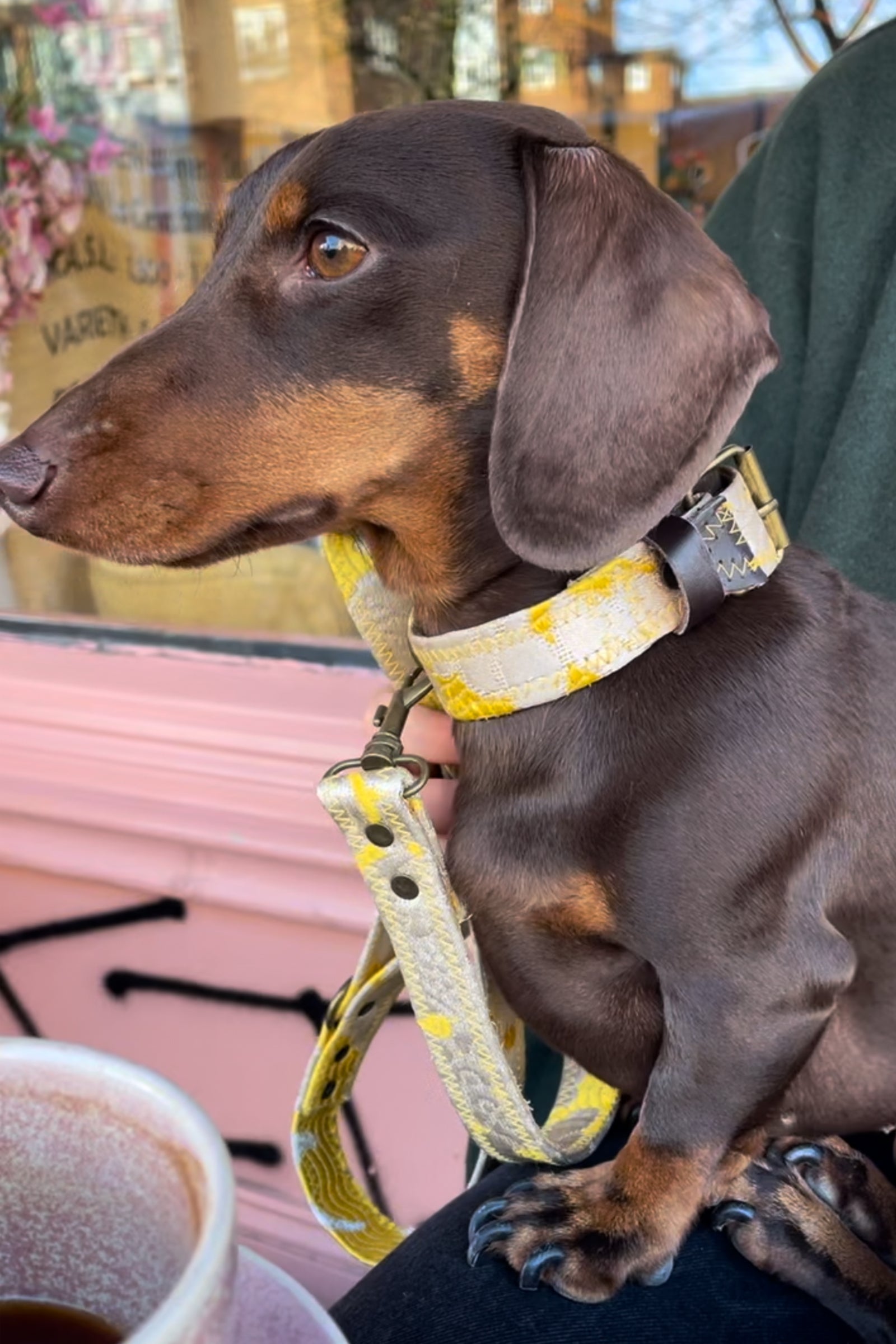 DOG COLLAR